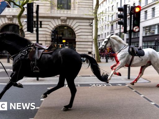 Runaway Household Cavalry horses still under full-time vet care