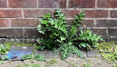 Ditch vinegar for patio expert’s powerful free solution that kills pesky weeds