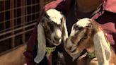 Thieves steal 12 goats from a California farm