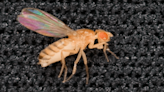 NASA studying host-parasite behavior in flies to protect astronauts