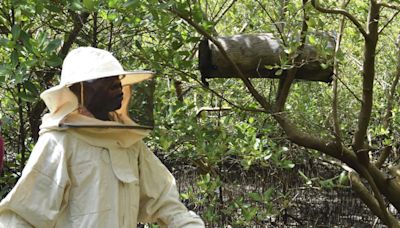 Kenyans combat mangrove logging with hidden beehives