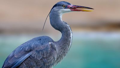 Central Park Blue Heron Caught on Video Swallowing New York City Rat Whole