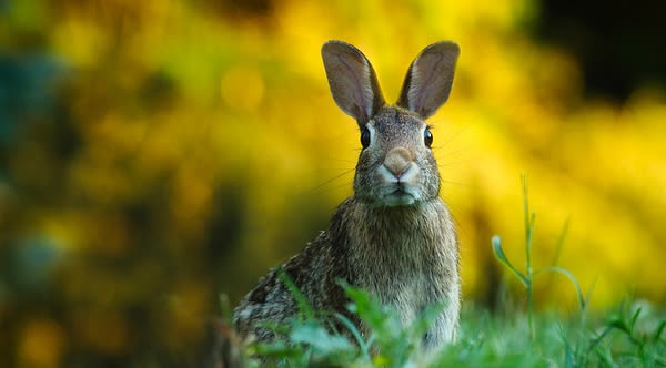 A Priest, A Pastor, And A Rabbit Walk Into A Blood Donation Clinic