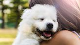 28 Most Expensive Dog Breeds