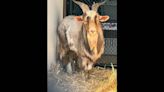 It’s been a wild ride for goat rescued from KC bridge. Soon he might reunite with family