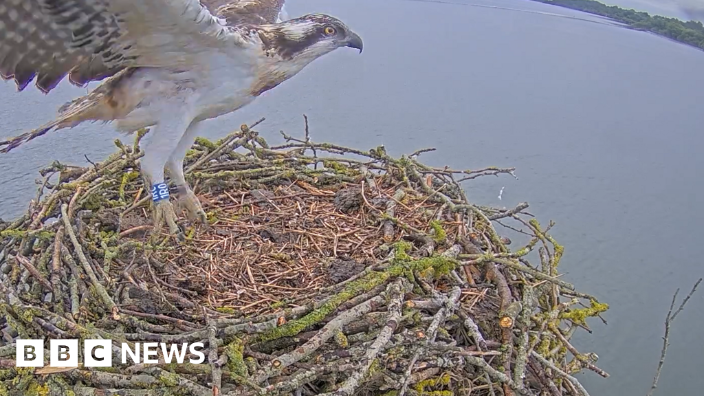 Rutland: Excitement as young osprey launches into maiden flight