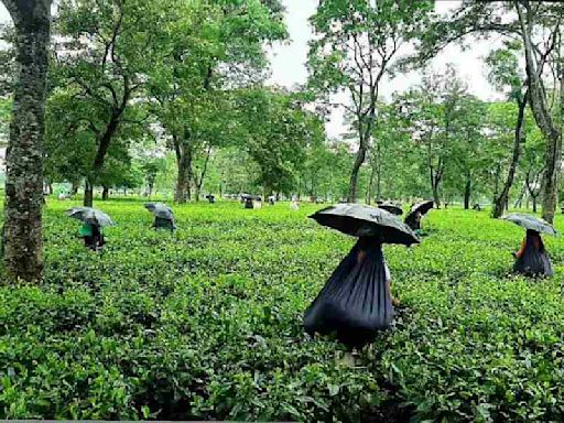 Narendra Modi government presents three-year-old proposal for tea gardens in budget