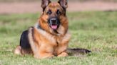 Best Guard Dog Breeds to Keep Your Family Safe