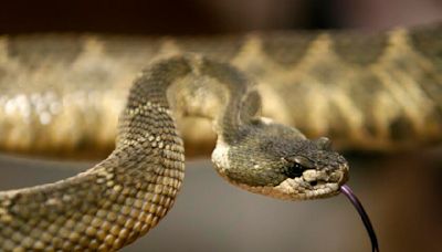 Man gets live rattlesnake in the mail at Mojave Desert post office