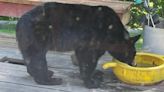 Bellevue man captures rare backyard encounter with mother black bear and cub on video