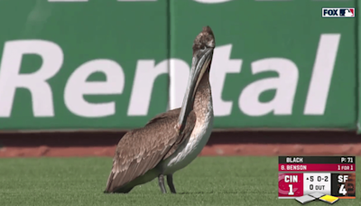 A pelican crashed the fifth inning of Reds-Giants, and the broadcast commentary was gold