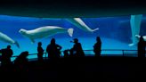 Marineland Under Investigation Amid 17 Beluga Deaths