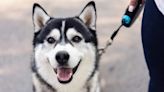 Mascot Backs Bill for Siberian Husky as Connecticut State Dog