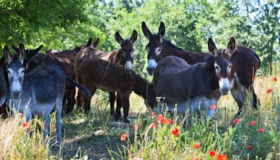 10 Cute Facts About Donkeys Most People Probably Don't Know