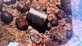 Radioactive capsule found in Western Australia after frantic search