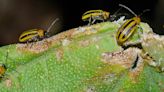 Natural pest control: Plants enlist their enemies’ enemies