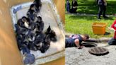 13 ducklings who fell down Parma Heights drain reunited with mama on Mother’s Day
