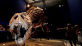 T. rex is at the center of a debate over dinosaur intelligence