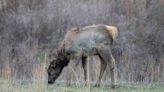 From extinct to tourism boom: Elk thrive atop reclaimed coal mines in Eastern Kentucky