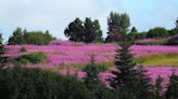 Ubiquitous and appealing, hardy and healing: Fireweed is Alaska's native plant species superstar