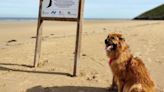 Adiós a llevar a tu perro a la playa: esto es lo que dice la nueva Ley de Bienestar Animal