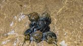 Horseshoe crabs spawn with wild abandon as state rolls out new protections