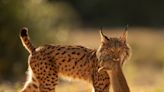 Iberian Lynx rebounds from the brink of extinction