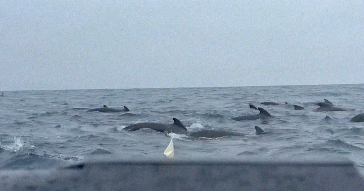 Man Rowing Across Ocean Suddenly Realizes He's Surrounded by Over 1,000 Whales