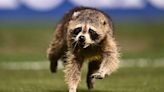 Raccoon interrupts Union match, skillfully dodging trash can-wielding stadium workers