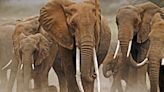 Elephants give each other names — the 1st non-human animals to do so, study claims