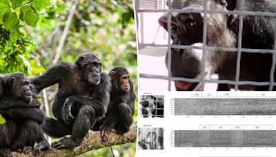 Chimpanzees appear ‘capable’ of human speech in remarkable resurfaced videos, researchers reveal