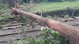 Heavy winds uproot 50 more trees in the Nilgiris