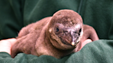 Cute critter alert: Akron Zoo successfully hatches Humboldt penguin egg, names chick Tercera