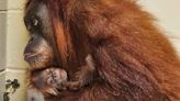 Endangered Sumatran orangutan baby born at Denver Zoo