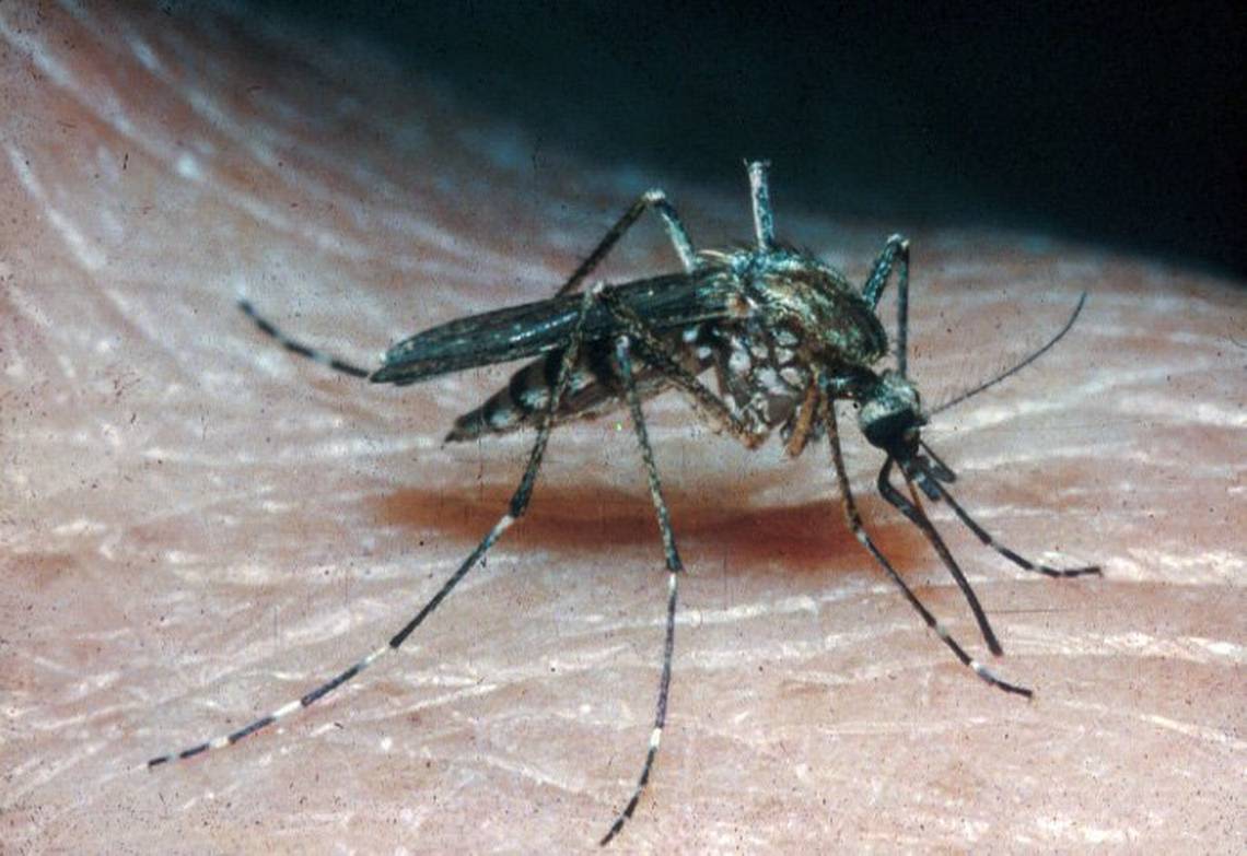 Grab the bug spray: These bigger, aggressive mosquitoes likely to plague soggy North Texas