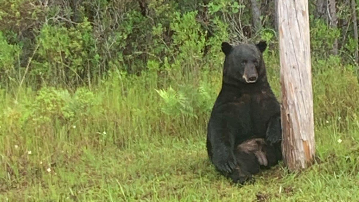 Florida bear 'clearly not in the mood for pictures' becomes stressed with selfie-takers, deputies say