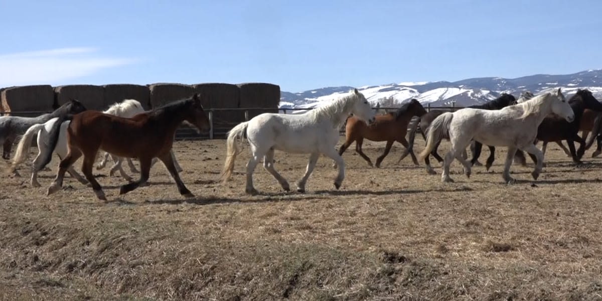 New study shows fertility control as viable alternative for wild horse management