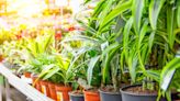 20 Types of Dracaena Plants for Striking Indoor Decor
