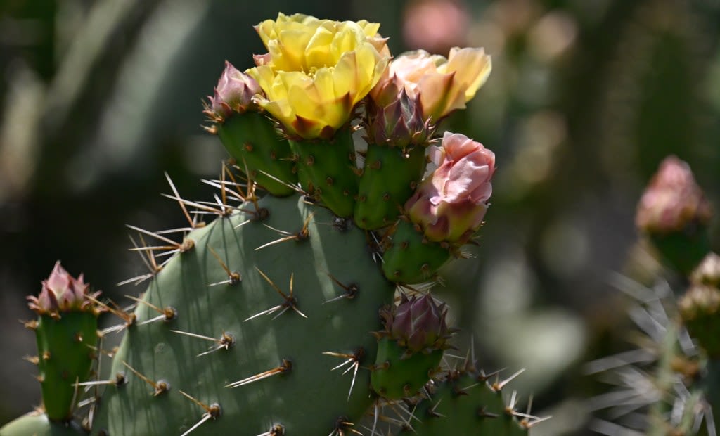 Outdoor party (of course) celebrates expansion of San Gabriel Mountains National Monument