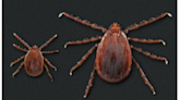 Illinois becomes 20th state to discover invasive Asian longhorned tick