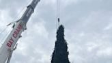 Vestal's most famous Norway spruce starts journey to Rockefeller Center for Christmas