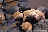 Steller sea lion