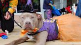 Howl’oween pet parade, DraculaFest, other Halloween events highlight this weekend