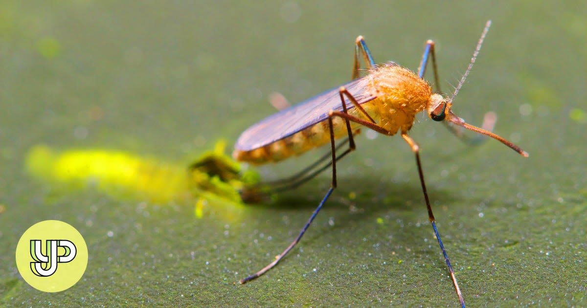 Hong Kong records 37 dengue cases so far this year