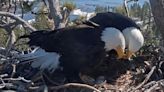 Eagle Chick 'Hatch Watch' Has Tens Of Thousands Watching Nest Cam