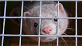 Mink Fur Demand Dives, Copenhagen FW Fur-bids Exotic Skins