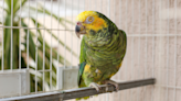 39-Year-Old Amazon Parrot Does 'Happy Tail Shakes' During His First Time Outside