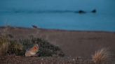 Patagonia mágica: fue a la playa en Puerto Madryn, vio a las ballenas tan cerca, al zorro mirándolas y filmó un épico video - Diario Río Negro