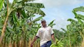 Cambio climático y seguridad: los retos del banano para venderse en el mundo