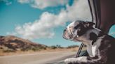 Concern Over Dogs Distracting Drivers in the Car Raises an Important Question